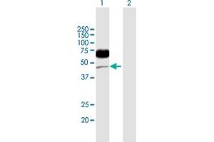 Western Blot analysis of CD96 expression in transfected 293T cell line by CD96 MaxPab polyclonal antibody. (CD96 antibody  (AA 1-402))