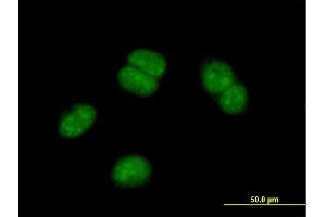 Immunofluorescence of purified MaxPab antibody to OBFC2B on HeLa cell. (SSBP1 antibody  (AA 1-211))