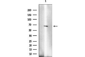 anti-Dipeptidyl-Peptidase 7 (DPP7) antibody