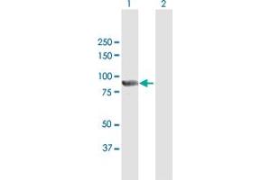 Western Blot analysis of PTPDC1 expression in transfected 293T cell line by PTPDC1 MaxPab polyclonal antibody.