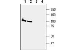 Western blot analysis of rat (lanes 1 and 3) and mouse (lanes 2 and 4) brain membranes: - 1,2. (ATP1A2 antibody  (Intracellular, N-Term))