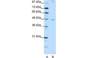 WB Suggested Anti-NR2F2 Antibody Titration:  1. (NR2F2 antibody  (C-Term))