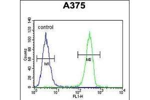 HOXA9 Antibody (C-term) (ABIN653066 and ABIN2842667) flow cytometric analysis of  cells (right histogram) compared to a negative control cell (left histogram). (HOXA9 antibody  (C-Term))