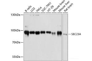 Western blot analysis of extracts of various cell lines using SEC23A Polyclonal Antibody at dilution of 1:3000. (SEC23A antibody)