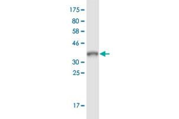 ARL9 antibody  (AA 1-123)