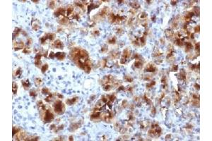 IHC testing of FFPE human pancreas with GP2 antibody (clone GP2/1712).