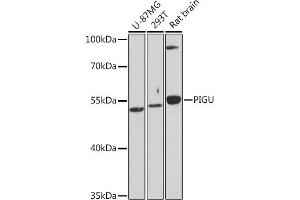 PIGU antibody