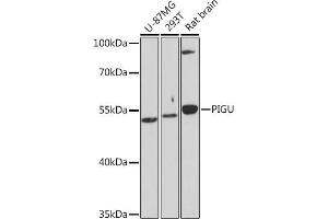 Western blot analysis of extracts of various cell lines, using PIGU Rabbit pAb (ABIN7269291) at 1:1000 dilution. (PIGU antibody)