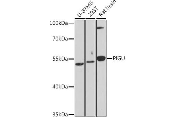 PIGU antibody