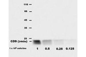 Western Blotting (WB) image for anti-CD9 (CD9) antibody (ABIN614777) (CD9 antibody)