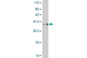 Western Blot detection against Immunogen (37. (PAX7 antibody  (AA 411-520))