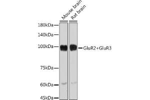 Western blot analysis of extracts of various cell lines, using GluR2+GluR3 antibody (ABIN3016609, ABIN3016610, ABIN3016611, ABIN1678821 and ABIN1678822) at 1:1000 dilution. (mGluR2/3 antibody)