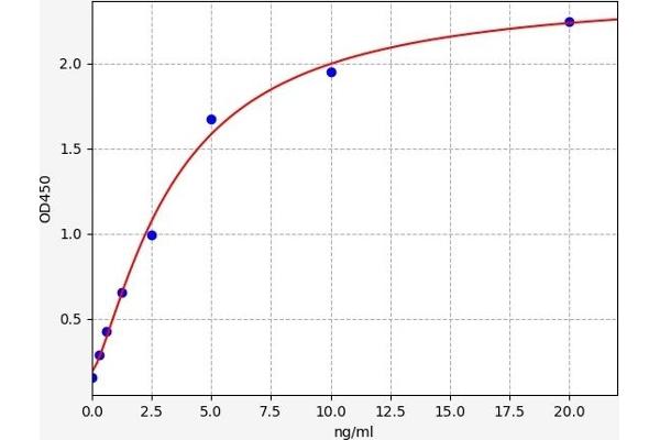 ACTN3 ELISA Kit