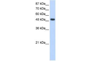 WB Suggested Anti-RBMS1 Antibody Titration:  1. (RBMS1 antibody  (Middle Region))