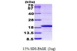 Histone H3.3 Protein (AA 1-136) (His tag)