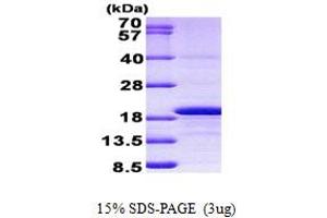 SDS-PAGE (SDS) image for H3 Histone, Family 3A (H3F3A) (AA 1-136) protein (His tag) (ABIN5852959) (Histone H3.3 Protein (AA 1-136) (His tag))