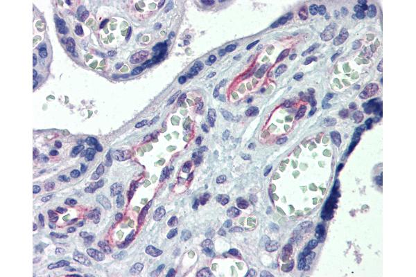 Claudin 23 antibody  (AA 221-270)