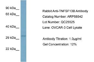 WB Suggested Anti-TNFSF13B  Antibody Titration: 0. (BAFF antibody  (N-Term))