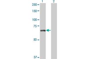 TNIK antibody  (AA 1-110)