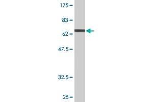 Western Blot detection against Immunogen (66. (NFE2 antibody  (AA 1-373))