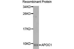 Western Blotting (WB) image for anti-Apolipoprotein C-I (APOC1) antibody (ABIN1876830)