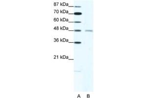 Western Blotting (WB) image for anti-Cholinergic Receptor, Nicotinic, delta (Muscle) (CHRND) antibody (ABIN2463736) (CHRND antibody)