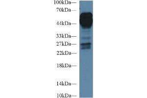 Western Blot; Sample: Human Lung lysate; Primary Ab: 1µg/ml Rabbit Anti-Human AGER Antibody Second Ab: 0. (RAGE antibody  (AA 91-274))