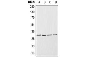 Western blot analysis of ENDOG expression in NCIH292 (A), HepG2 (B), Raw264. (Endonuclease G antibody  (Center))