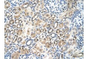 RFC5 antibody was used for immunohistochemistry at a concentration of 4-8 ug/ml to stain Epithelial cells of renal tubule (arrows) in Human Kidney. (RFC5 antibody)