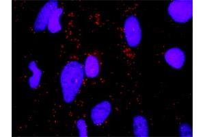 Proximity Ligation Analysis of protein-protein interactions between ERBB3 and ERBB2. (ErbB2/Her2 antibody  (AA 22-121))