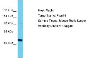 Host: Rabbit Target Name: PTPN14 Sample Tissue: Mouse Testis Antibody Dilution: 1ug/ml (PTPN14 antibody  (N-Term))