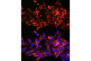 Immunofluorescence analysis of NIH-3T3 cells using HSPB8/HSP22 Rabbit mAb (ABIN6132943, ABIN6144482, ABIN6144483 and ABIN7101424) at dilution of 1:100 (40x lens). (HSPB8 antibody)