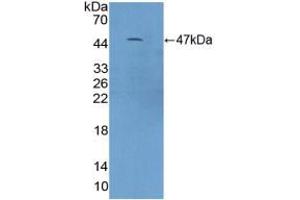 Western blot analysis of recombinant Mouse C9.
