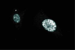 Immunofluorescent staining on BC3H1 cells (PARP1 antibody  (AA 22-219))