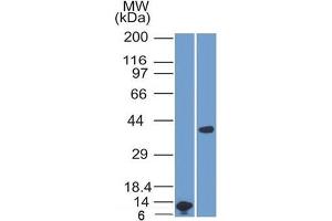 Western Blot Analysis A) Recombinant ARG1 Protein Fragment (B) human Liver lysate Using ARG1 Mouse Monoclonal Antibody (ARG1/1125).