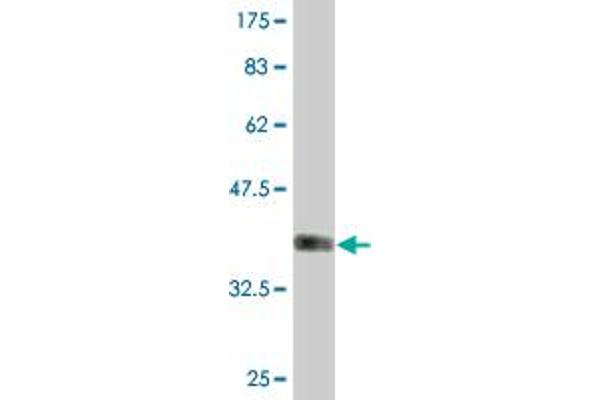 GALNT13 antibody  (AA 47-151)