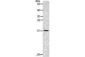 Western blot analysis of Human fetal brain tissue, using CST3 Polyclonal Antibody at dilution of 1:2400 (CST3 antibody)