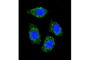 Confocal immunofluorescent analysis of TNFSF15 Antibody (Center) (ABIN655822 and ABIN2845246) with Hela cell followed by Alexa Fluor® 489-conjugated goat anti-rabbit lgG (green). (TNFSF15 antibody  (AA 148-175))