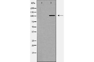 Western blot analysis of Notch 2 (Cleaved-Asp1733) expression in 293 cell extract treated with TNF-alpha. (NOTCH2 antibody)