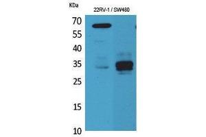 Western Blotting (WB) image for anti-Surfactant Protein A1 (SFTPA1) (Internal Region) antibody (ABIN3187728) (Surfactant Protein A1 antibody  (Internal Region))