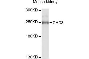 Western blot analysis of extracts of mouse kidney, using CHD3 Antibody. (CHD3 antibody)