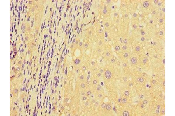 DDIT4L antibody  (AA 1-163)