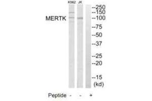 Western blot analysis of extracts from K562 cells and Jurkat cells, using MERTK antibody. (MERTK antibody  (N-Term))