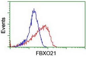 Image no. 3 for anti-F-Box Protein 21 (FBXO21) antibody (ABIN1498232) (FBXO21 antibody)