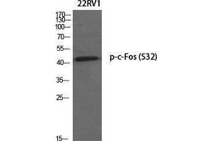 Western Blotting (WB) image for anti-c-Fos (c-Fos) (pSer32) antibody (ABIN3182337) (c-FOS antibody  (pSer32))