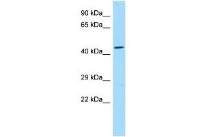 WB Suggested Anti-SLC35G2 Antibody Titration: 1. (SLC35G2 antibody  (C-Term))