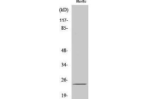 Western Blotting (WB) image for anti-SUMO/sentrin Specific Peptidase Family Member 8 (SENP8) (C-Term) antibody (ABIN3186904) (SENP8 antibody  (C-Term))