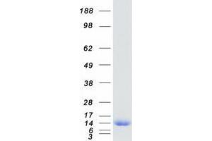Validation with Western Blot (FABP1 Protein (Myc-DYKDDDDK Tag))