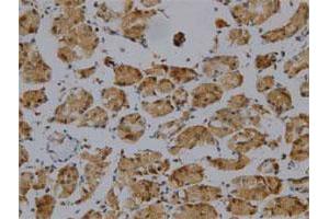 Immunohistochemical staining of human normal stomach tissue section with GKN1 monoclonal antibody, clone 26  at 1:100 dilution.