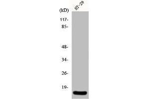 Western Blot analysis of HT29 cells using INSL4 Polyclonal Antibody (INSL4 antibody  (Internal Region))